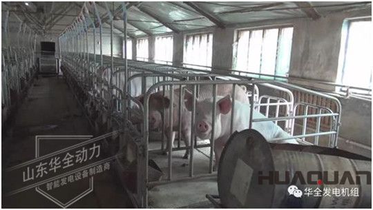 養豬發了家，卻把全村搞臭了！沒想到“它”能一箭雙雕（華全整理）