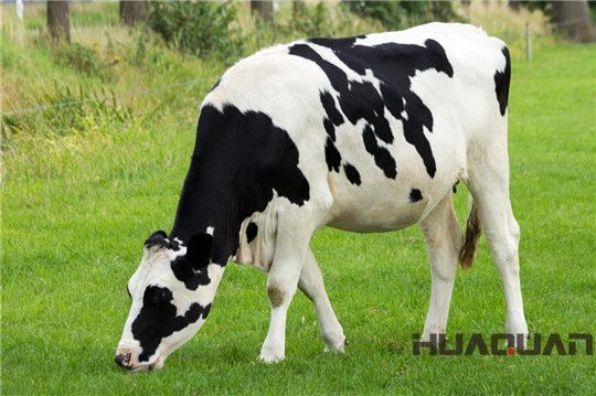 奶牛吃的是草，出來的是奶；而它吃的是油，出來的卻是電！華全